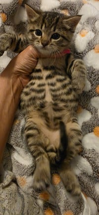 Spark-not at the shelter (Cybil) - Photo 3