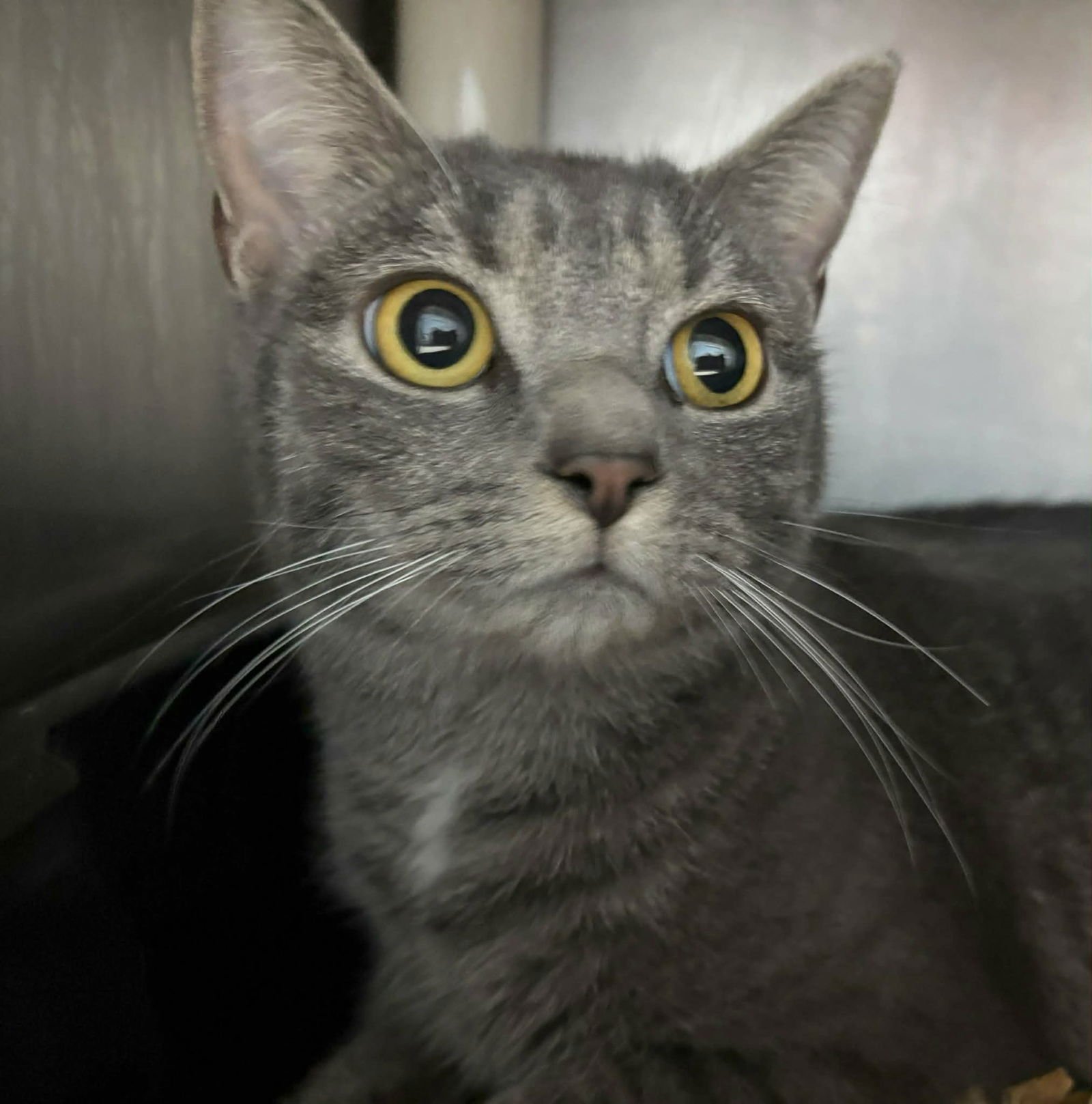 PEBBLE: NOT AT SHELTER (AJ) - Domestic Short Hair available for adoption