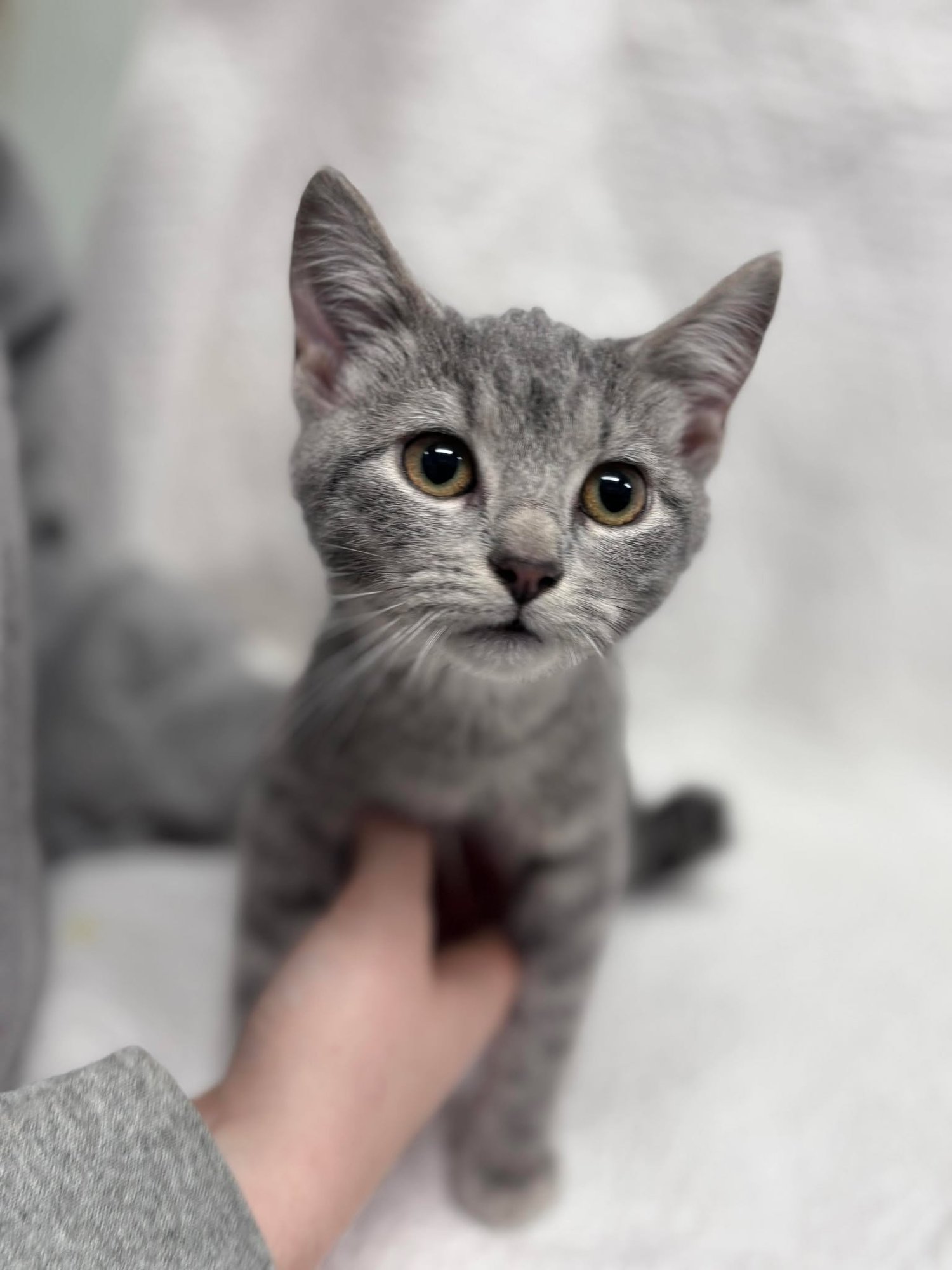 PEBBLE: NOT AT SHELTER (AJ) - Domestic Short Hair available for adoption