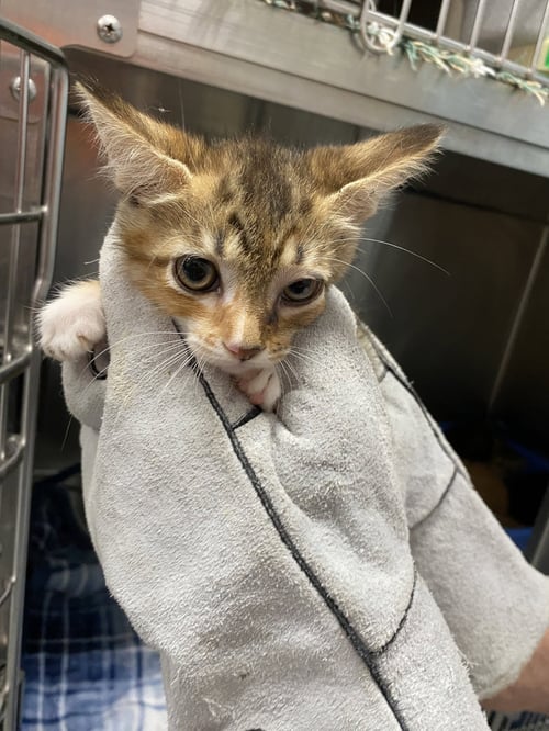 CAPRICORN - AT SHY - Domestic Short Hair available for adoption