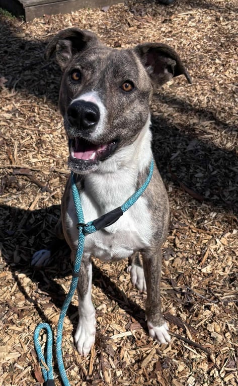 Sophia: Not at the shelter (Alan) Image
