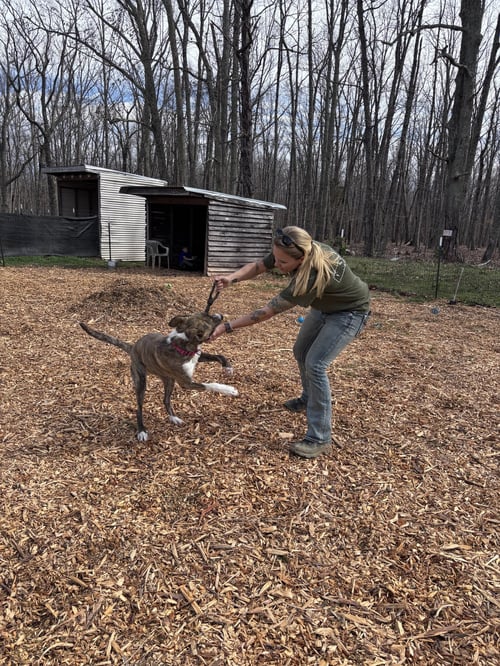 SOPHIA: NOT AT THE SHELTER (ALAN) - Mountain Cur / Plott Hound available for adoption