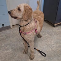 Ellie - At shelter available 8/21 - Photo 1