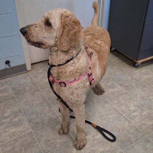 ELLIE - AT SHELTER AVAILABLE 8/21 - Poodle (Standard) / Golden Retriever available for adoption