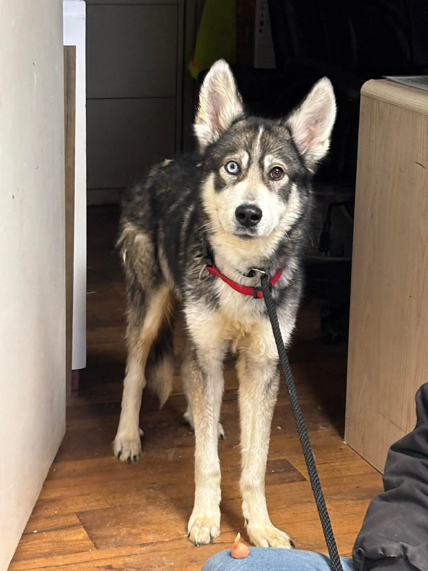 BALTO: NOT AT SHELTER (SIERRA) - Siberian Husky / Shepherd available for adoption