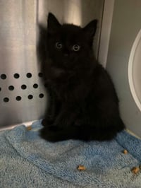 Delaware - At shelter - Photo 1