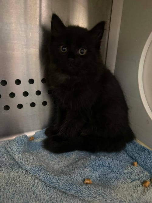 DELAWARE - AT SHELTER - Domestic Long Hair available for adoption