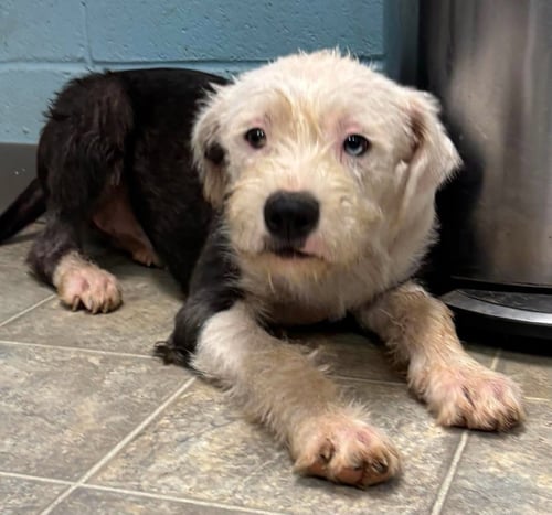 CORDELIA:  NOT AT SHELTER (STACEY) - Old English Sheepdog / Shih Tzu available for adoption