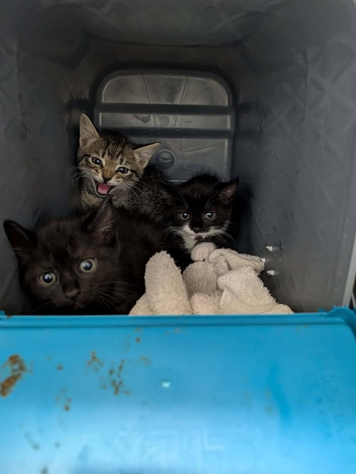 CHIPS - VISIT AT PETSMART LYNCHBURG - Domestic Short Hair available for adoption