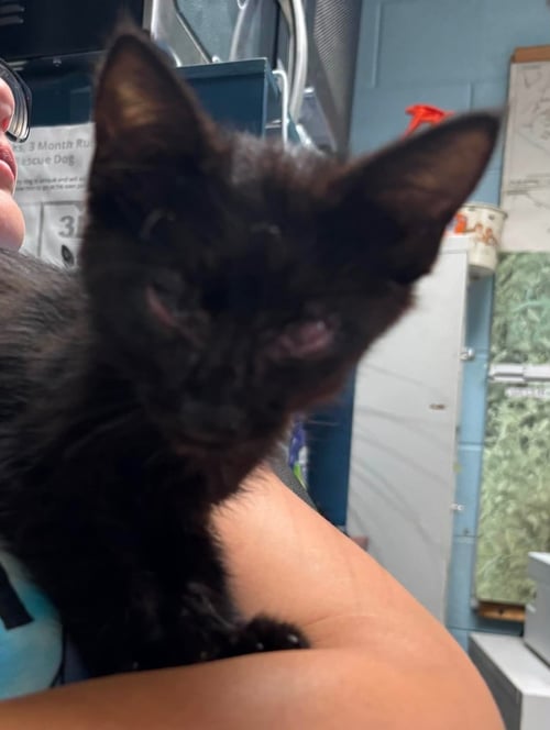 MAURICE - VISIT AT LYNCHBURG PETSMART - Domestic Short Hair available for adoption