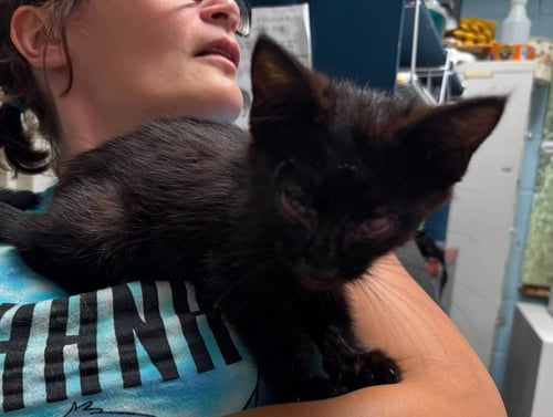 MAURICE - VISIT AT LYNCHBURG PETSMART - Domestic Short Hair available for adoption
