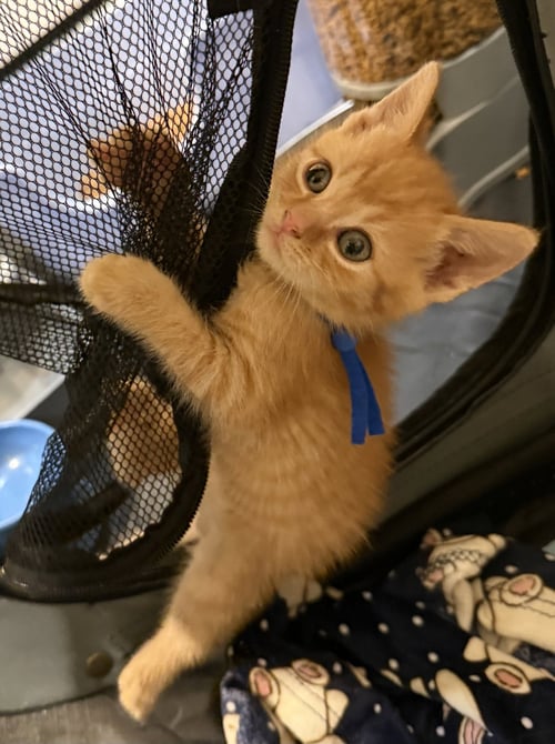 FUMBLES-NOT AT THE SHELTER (FAITH) - Domestic Short Hair / Tabby available for adoption