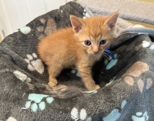 FUMBLES-NOT AT THE SHELTER (FAITH) - Domestic Short Hair / Tabby available for adoption