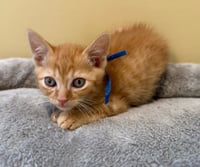 Fumbles-Not at the Shelter (Faith) - Photo 3