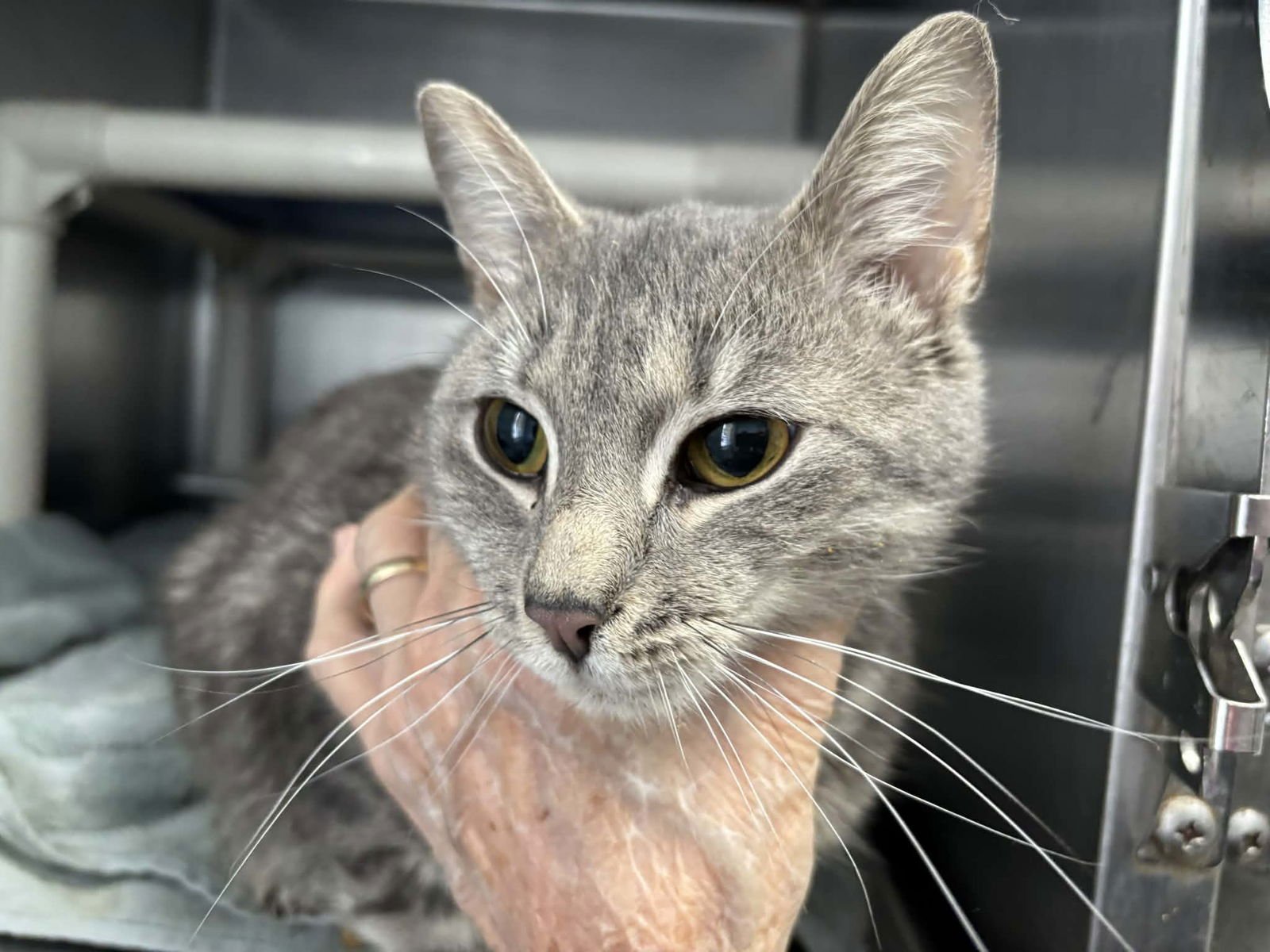 FLUFF: NOT AT THE SHELTER (FAITH) - Domestic Short Hair available for adoption