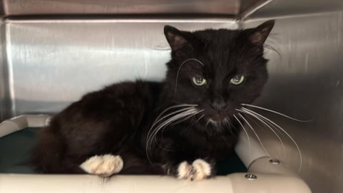 COCO: VISIT AT PETSMART LYNCHBURG - Domestic Medium Hair available for adoption