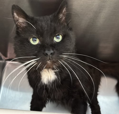 COCO: VISIT AT PETSMART LYNCHBURG - Domestic Medium Hair available for adoption