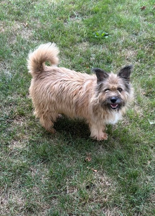 GRADY - MY HOME TO YOURS/AAMR - Terrier available for adoption