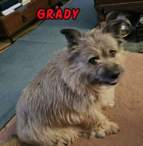 GRADY - MY HOME TO YOURS/AAMR - Terrier available for adoption