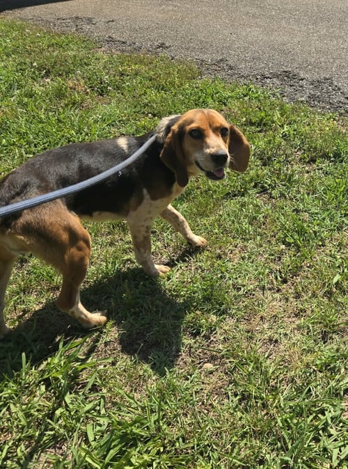 COTTONTAIL- AT SHELTER AVAILABLE 6/16 - Beagle available for adoption