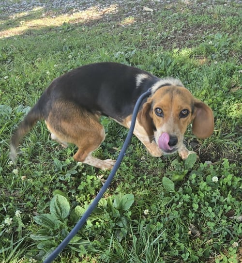COTTONTAIL- AT SHELTER AVAILABLE 6/16 - Beagle available for adoption