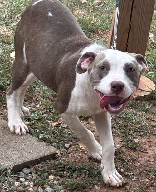 VANNA: AT SHELTER, AVAILABLE 9/1 - Pit Bull Terrier available for adoption