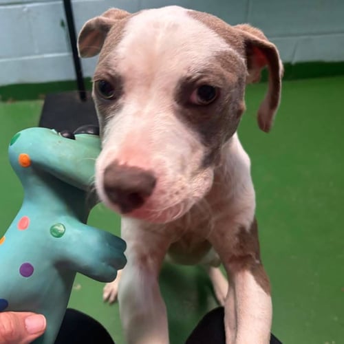 VANNA - AT SHELTER AVAILABLE 9/1 - Pit Bull Terrier available for adoption