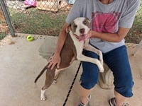 Vanna - At shelter available 9/1 - Photo 3