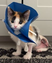 Birdie: Not at shelter (Nicole) - Photo 1