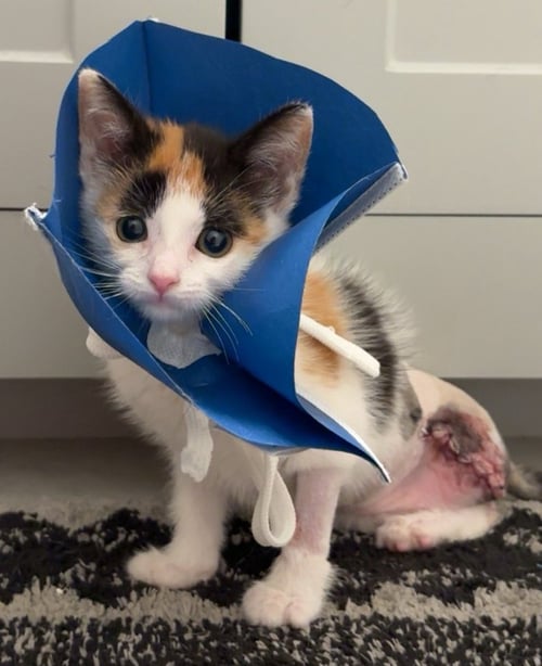 BIRDIE: NOT AT SHELTER (NICOLE) - Domestic Short Hair available for adoption