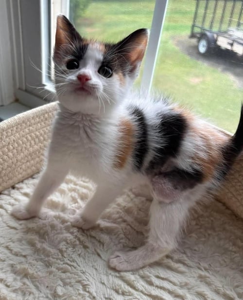 BIRDIE: NOT AT SHELTER (NICOLE) - Domestic Short Hair available for adoption