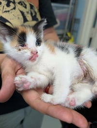 Birdie: Not at shelter (Nicole) - Photo 4