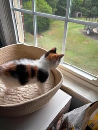 Birdie: Not at shelter (Nicole) - Photo 5