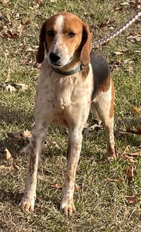 Iver: Not At the Shelter (Wendy) - Photo 1