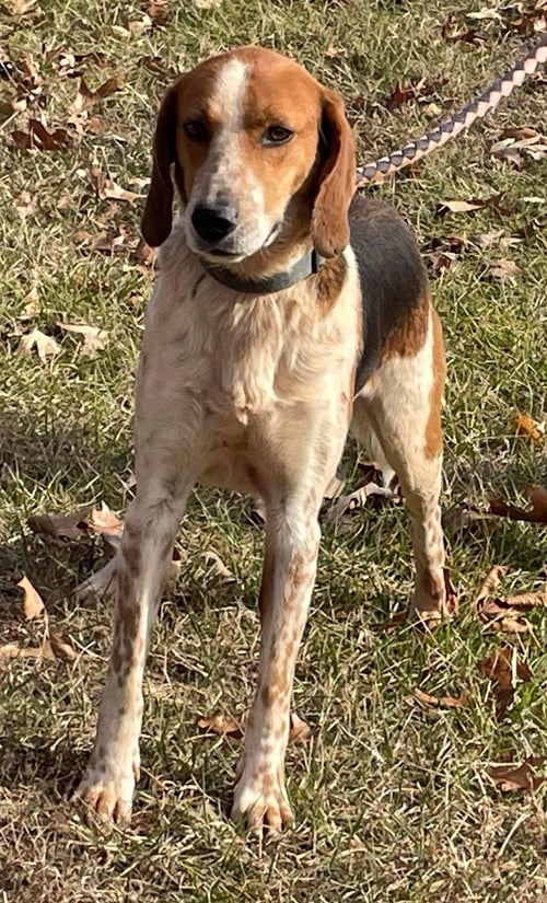 IVER: NOT AT THE SHELTER (WENDY) - Foxhound for adoption in Lynchburg