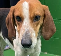 Iver: Not At the Shelter (Wendy) - Photo 5