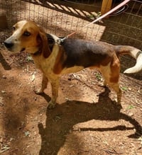 Iver: Not At the Shelter (Wendy) - Photo 7