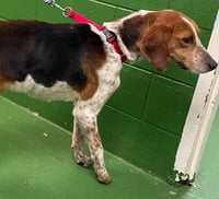 Iver: Not At the Shelter (Wendy) - Photo 6