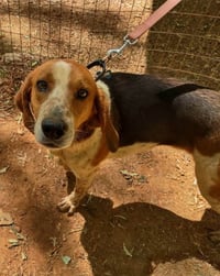 Iver: Not At the Shelter (Wendy) - Photo 9