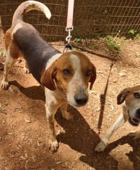 Iver: Not At the Shelter (Wendy) - Photo 10