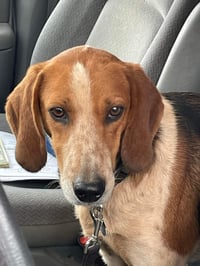 Iver: Not At the Shelter (Wendy) - Photo 3