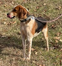 Iver: Not At the Shelter (Wendy) - Photo 11
