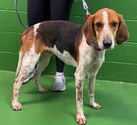 Iver: Not At the Shelter (Wendy) - Photo 4