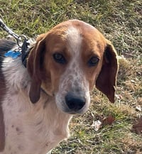 Iver: Not At the Shelter (Wendy) - Photo 2