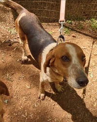 Iver: Not At the Shelter (Wendy) - Photo 8