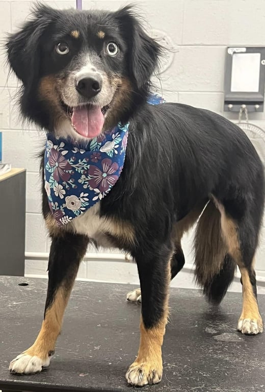 Sybbie aka Sybil: Not at shelter (Kendra) Image