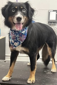 Sybbie aka Sybil: Not at shelter (Kendra) - Photo 1