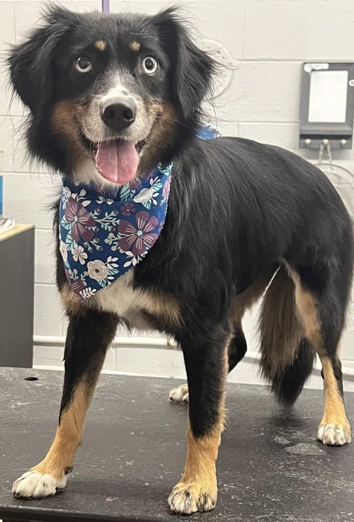 SYBBIE AKA SYBIL: NOT AT SHELTER (KENDRA) - Australian Shepherd for adoption in Lynchburg