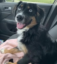 Sybbie aka Sybil: Not at shelter (Kendra) - Photo 3