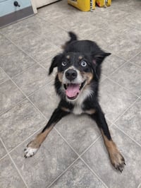 Sybbie aka Sybil: Not at shelter (Kendra) - Photo 4